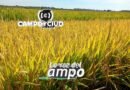 Avanza la cosecha de arroz en Entre Ríos