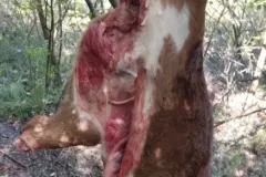 UN JOVEN APREHENDIDO POR ROBAR UN VACUNO