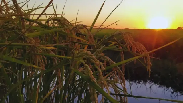 Estudian el comportamiento del arroz durante el almacenamiento poscosecha