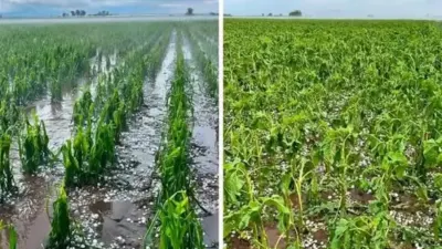 TEMPORAL EN SANTA FE: GRANIZO DESTRUYÓ CULTIVOS, MATÓ ANIMALES Y DAÑÓ VIVIENDAS
