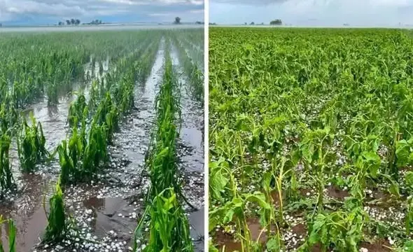 TEMPORAL EN SANTA FE: GRANIZO DESTRUYÓ CULTIVOS, MATÓ ANIMALES Y DAÑÓ VIVIENDAS