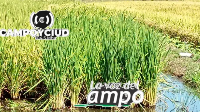 Arroz: la siembra avanza al 50 % y el área caería un 20 % frente a la campaña pasada